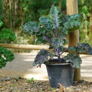 Brassica oleracea "Scarlet"