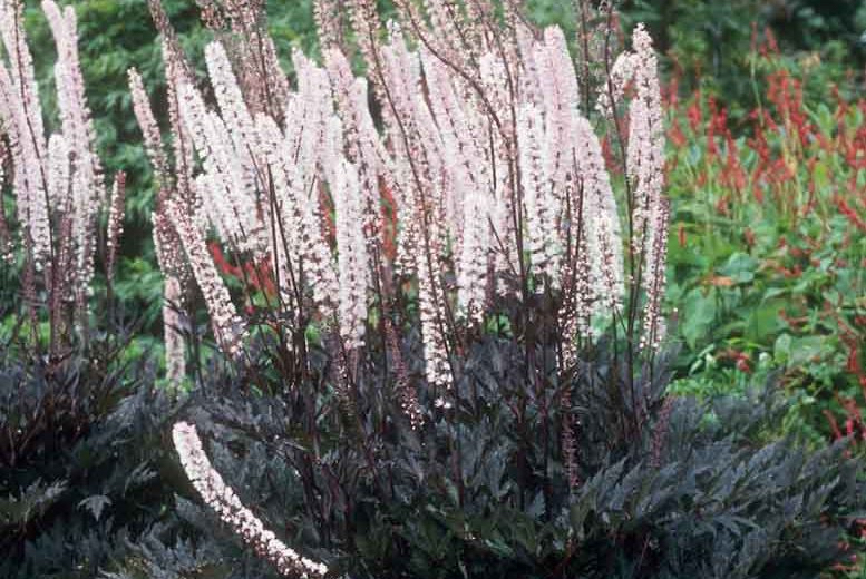 Cimicifuga ramosa "Pink Spike"