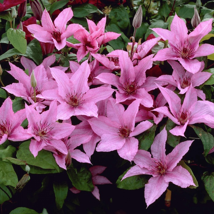 Clematis "Hagley Hybrid"