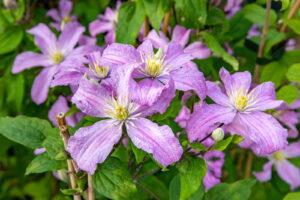 Clematis "Comtesse de Bouchaud" 1L pott