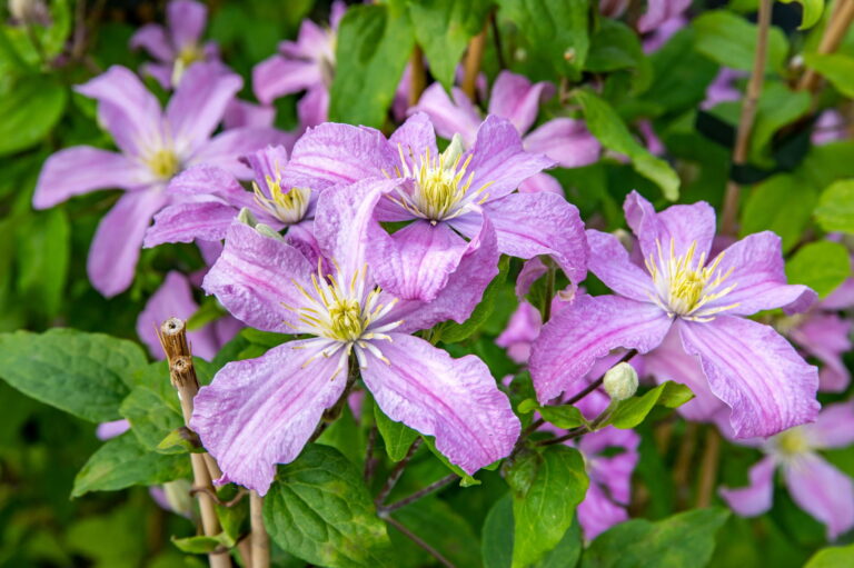 Clematis "Comtesse de Bouchaud" 1L pott