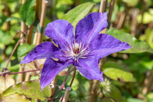 Clematis "The President" 1L pott