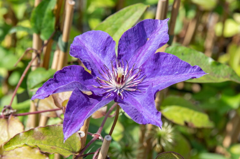 Clematis "The President" 1L pott