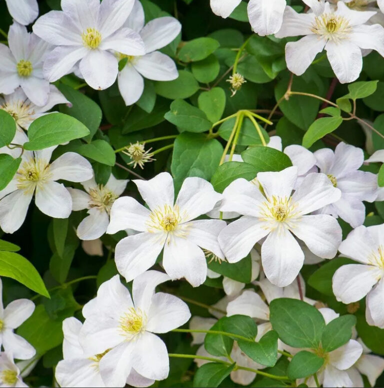 Clematis "Madame Le Coultre"
