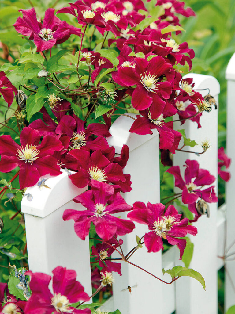 Clematis "Rouge Cardinal"