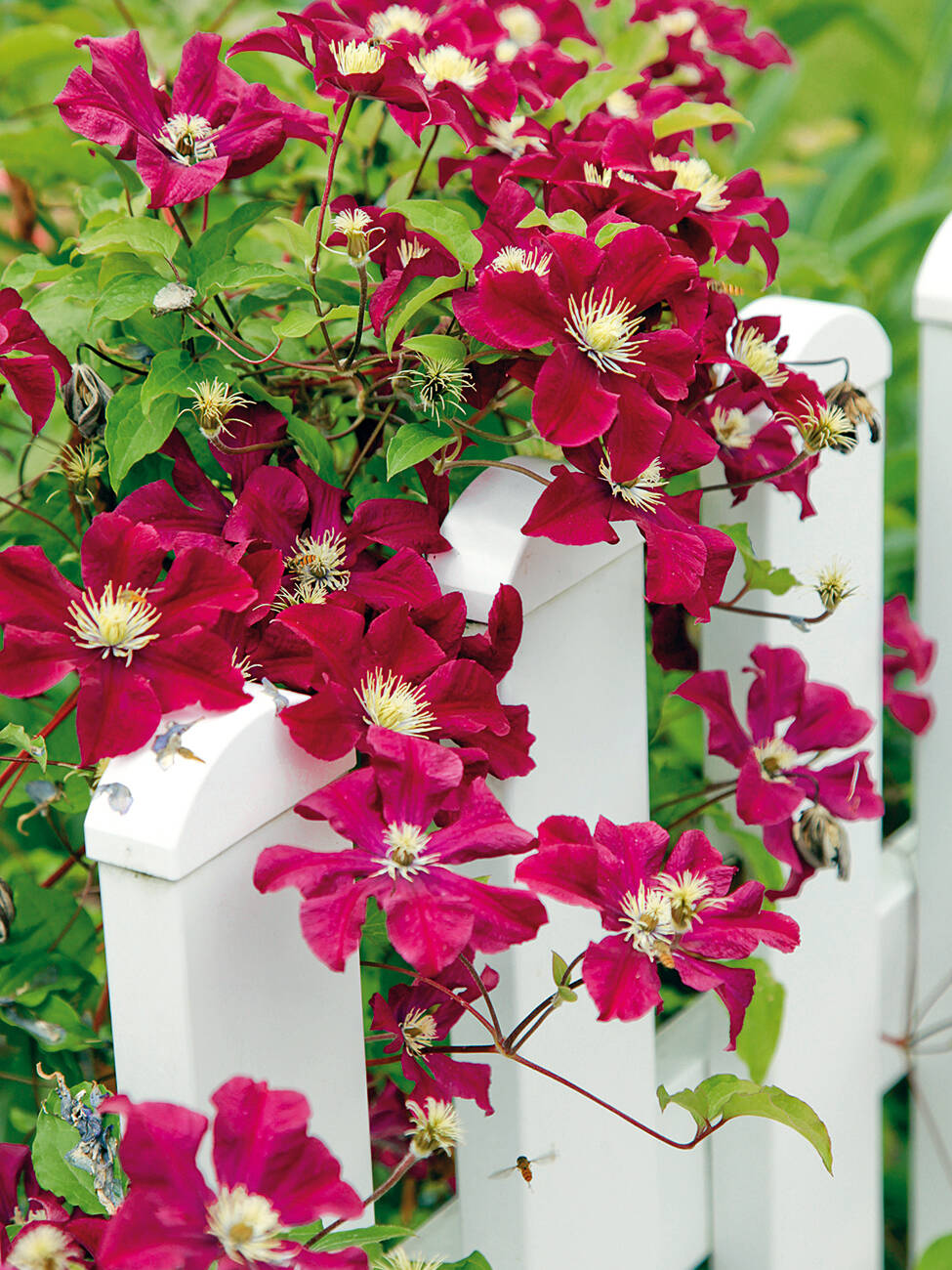 Clematis "Rouge Cardinal"