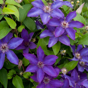 Clematis hybr. "The President"