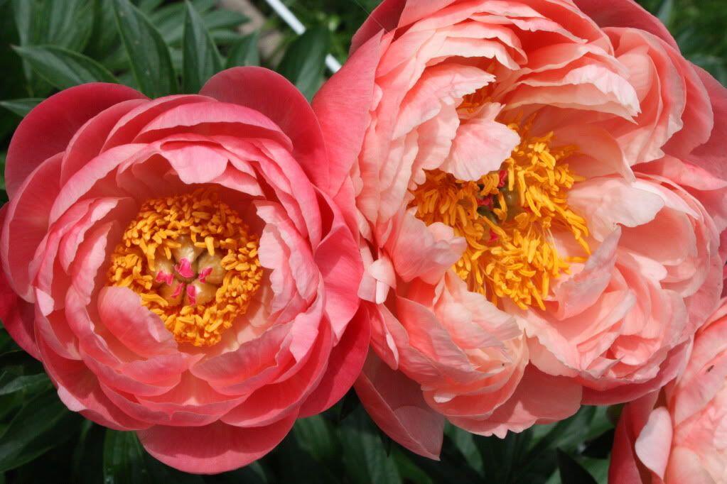 Гибрид Paeonia "Coral Charm"