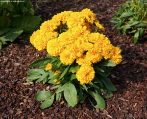 Coreopsis grandiflora "Solanna Golden Sphere"