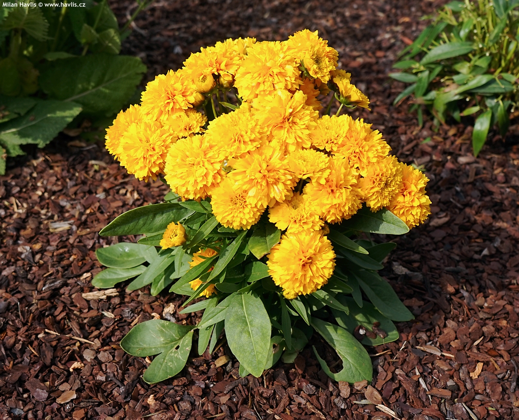 Coreopsis grandiflora "Solanna Golden Sphere"
