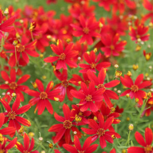 Coreopsis verticillata "Ladybird"