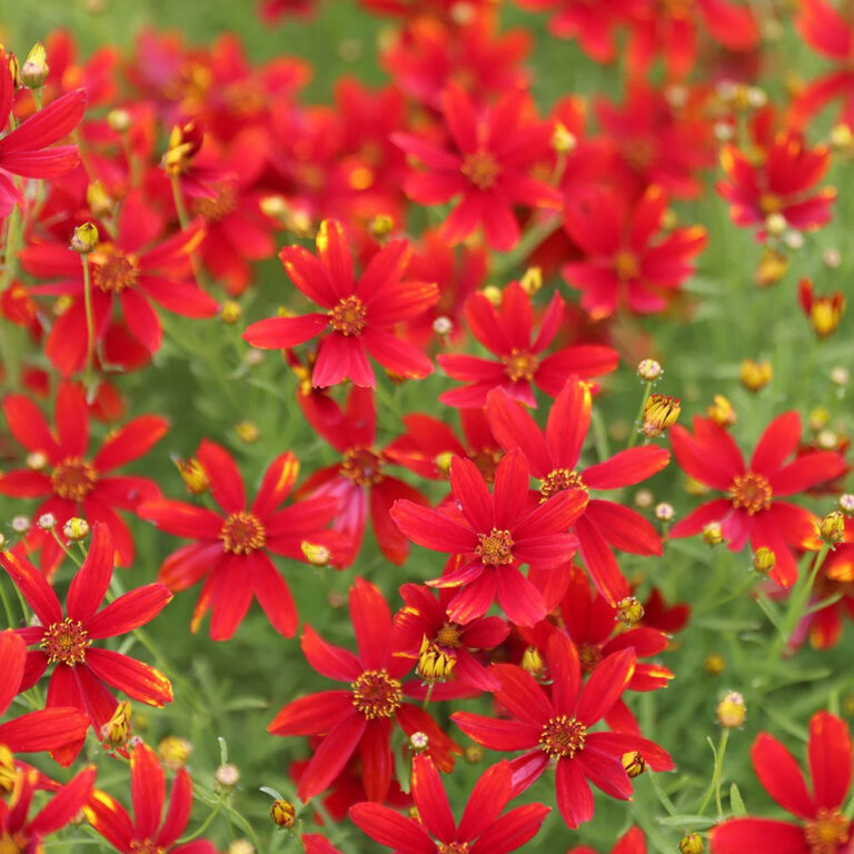 Coreopsis verticillata "Ladybird"