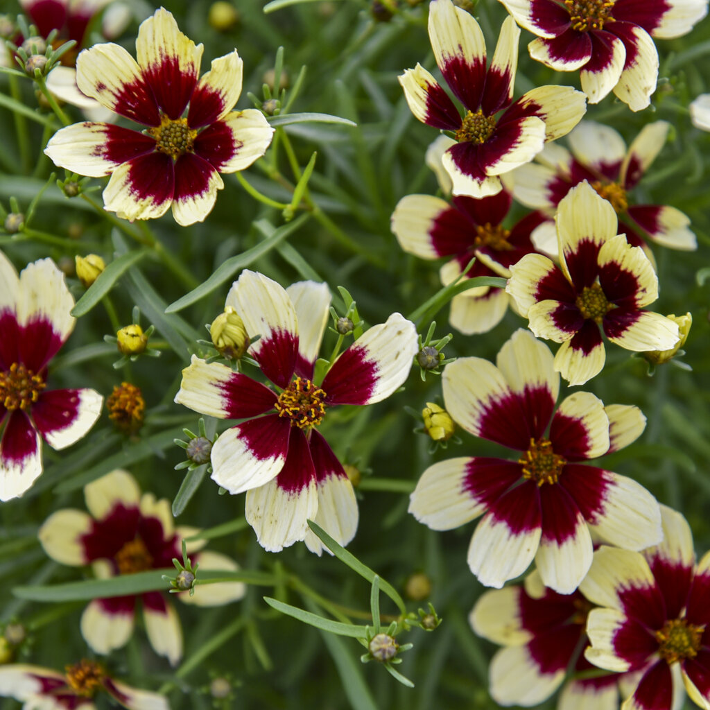 Coreopsis verticillata "Red Hot Vanilla"