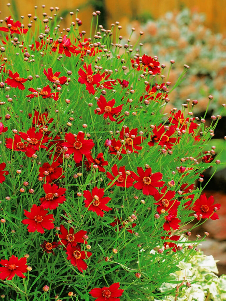 Coreopsis verticillata "Ruby Red"