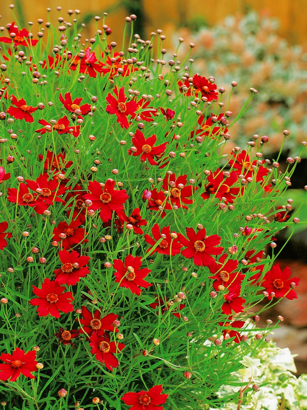 Coreopsis verticillata "Ruby Red"