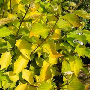 Siberi kontpuu "Aurea"
