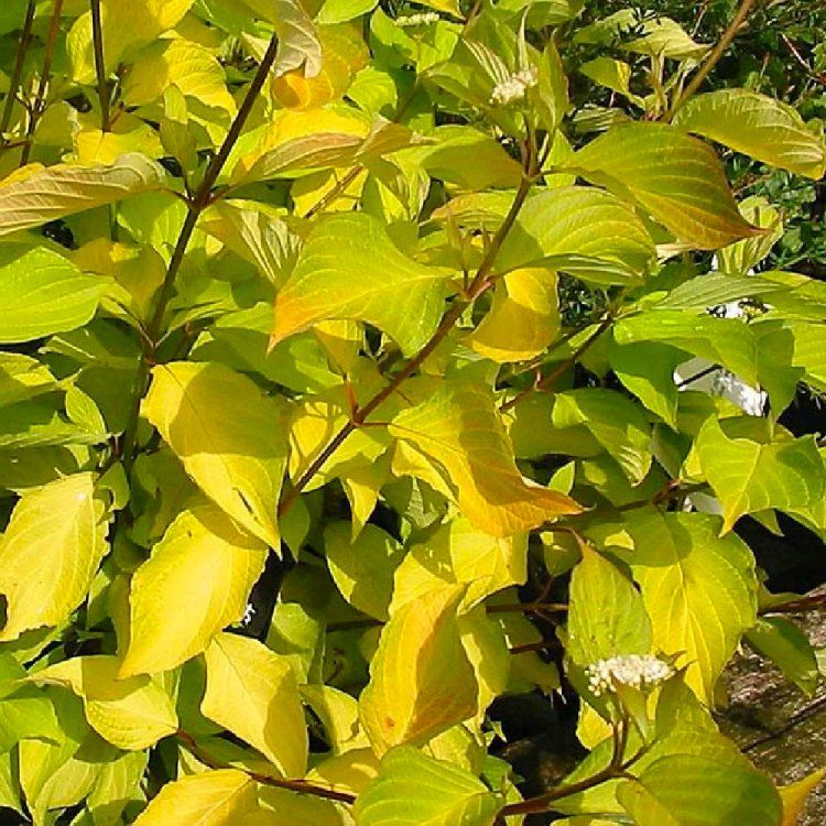 Cornus alba "Aurea"