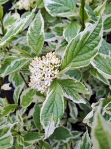 Cornus alba "Sibirica variegata"