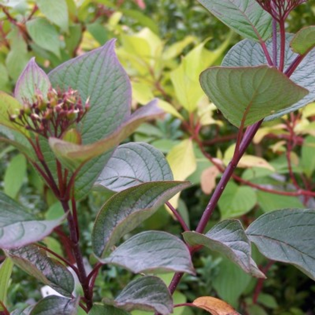 Cornus alba "Westonbirt"