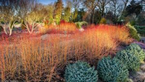 Cornus sanguinea "Midwinter Fire"