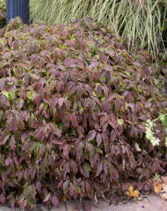 Cornus sericea "Kelseyi"
