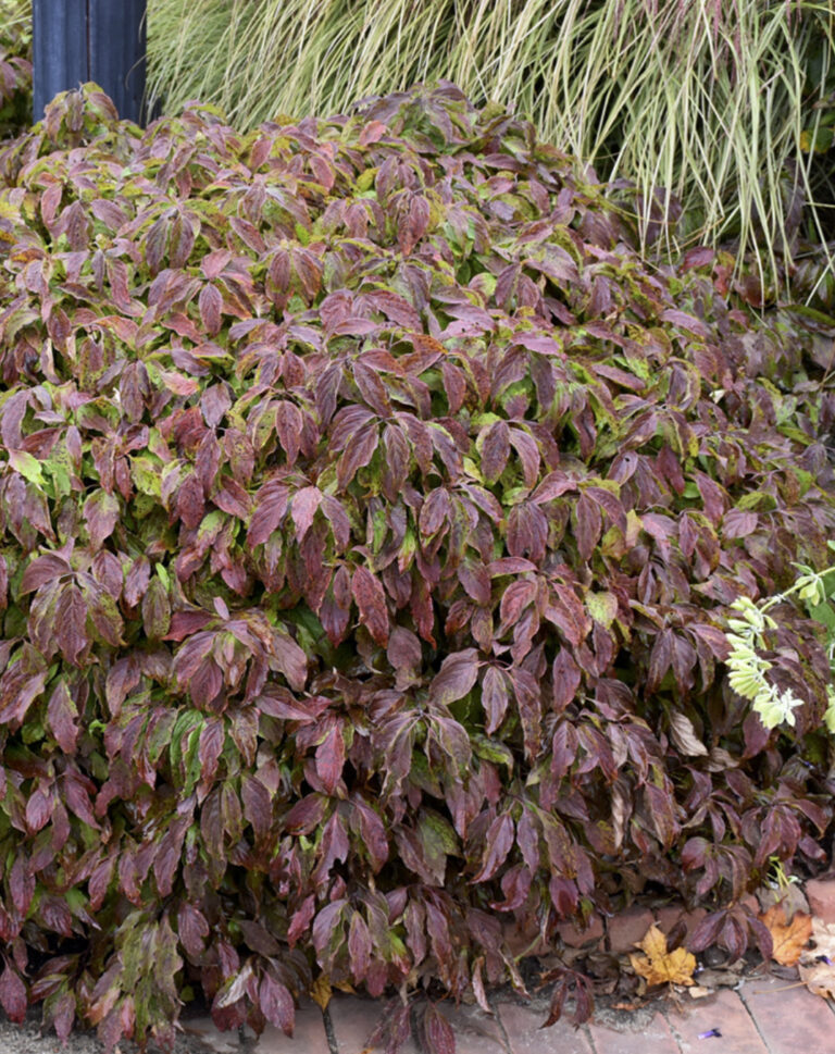 Cornus sericea "Kelseyi"
