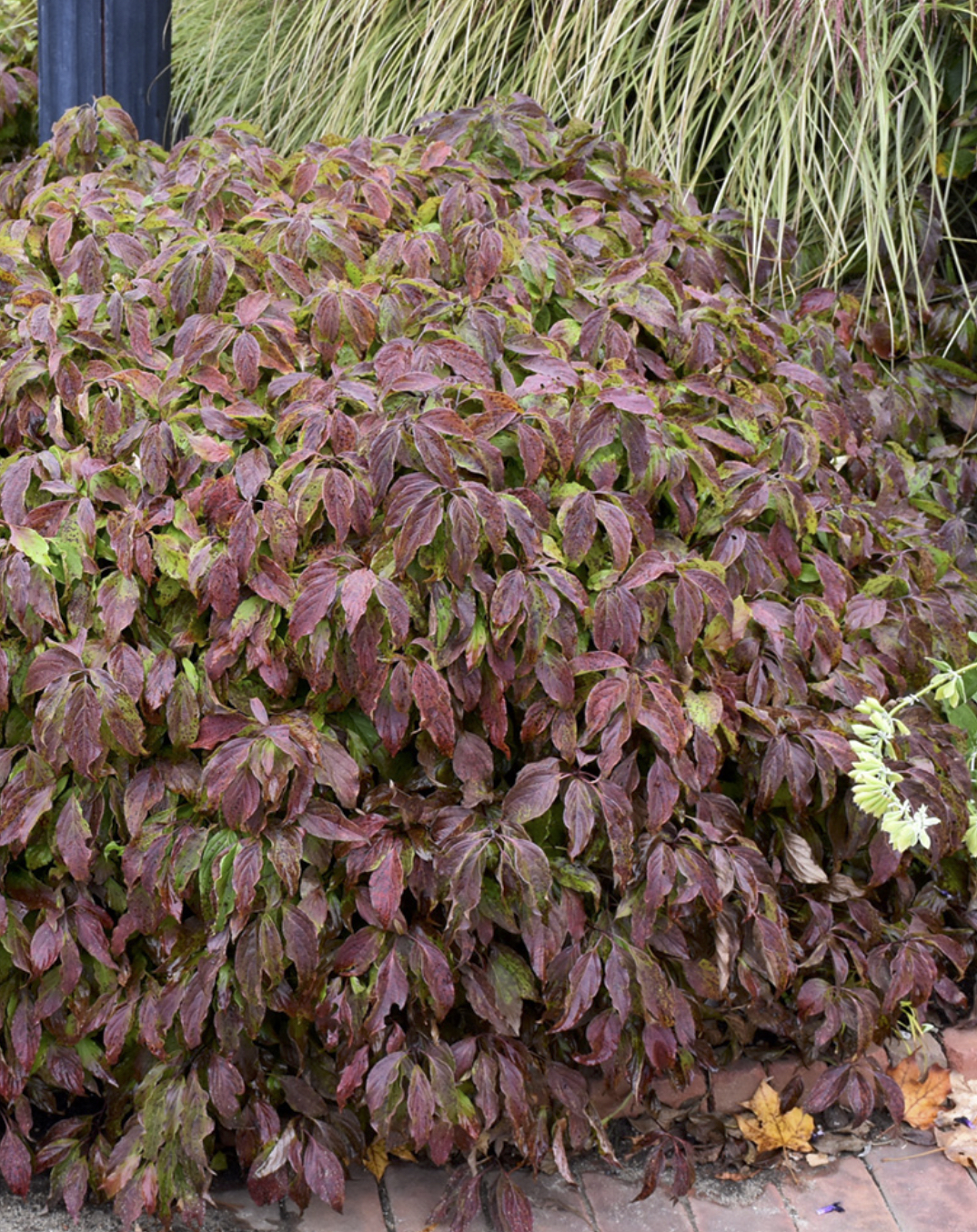 Cornus sericea "Kelseyi"