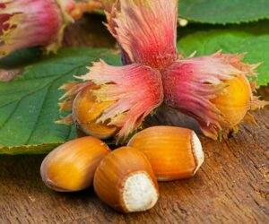 Hazel "Stella" (Corylus avellana)