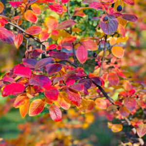 Cotoneaster lucidus