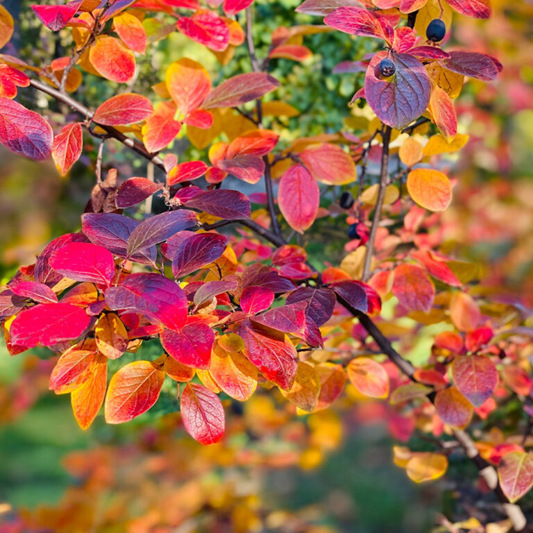 Cotoneaster lucidus