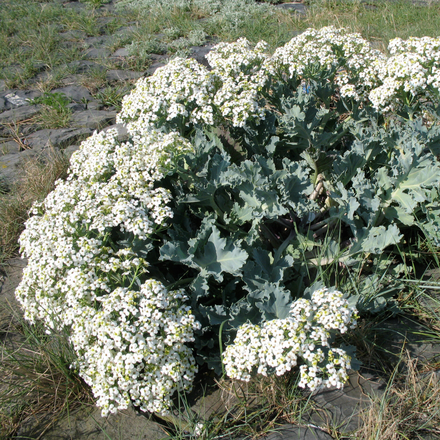 Crambe maritima