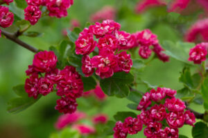 Crataegus × media "Paul's Scarlet" (hybrid hawthorn)