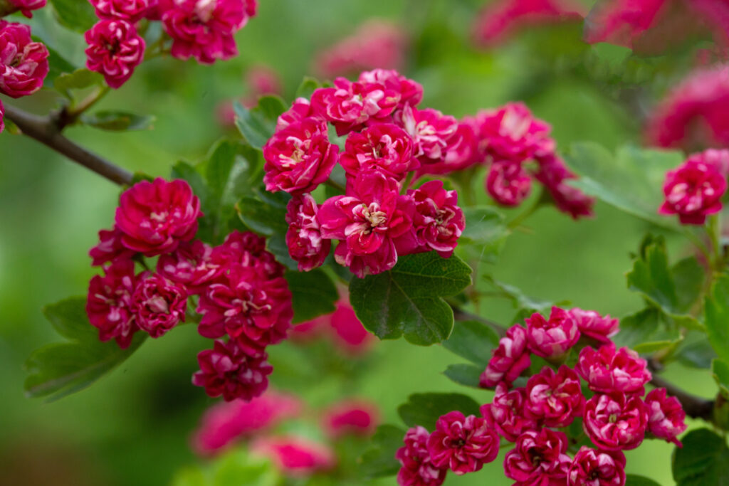 Crataegus × media "Paul's Scarlet" (Боярышник средний)