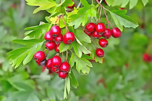 Crataegus monogyna