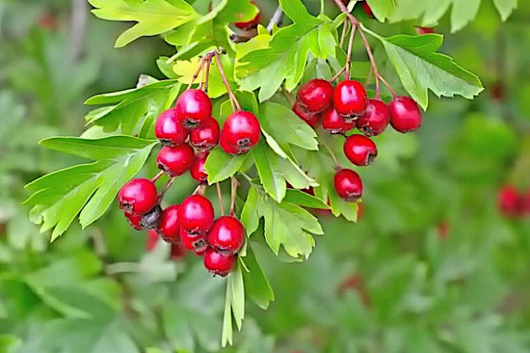 Crataegus monogyna