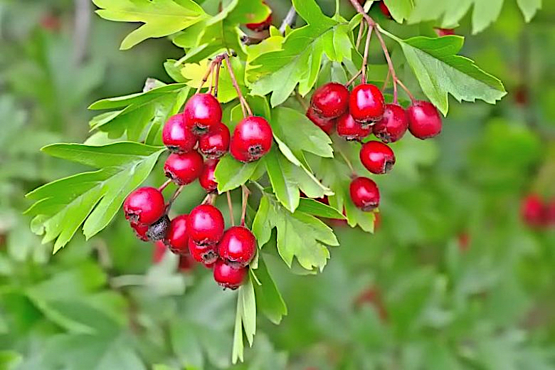 Crataegus monogyna