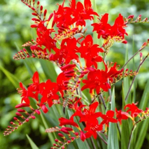 Crocosmia "Lucifer"
