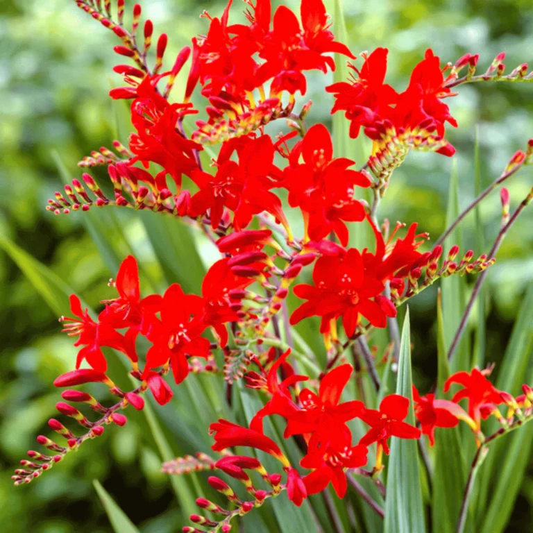 Crocosmia "Lucifer"