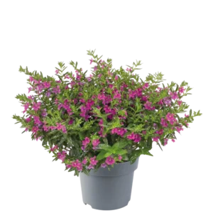 Cuphea hyssopifolia