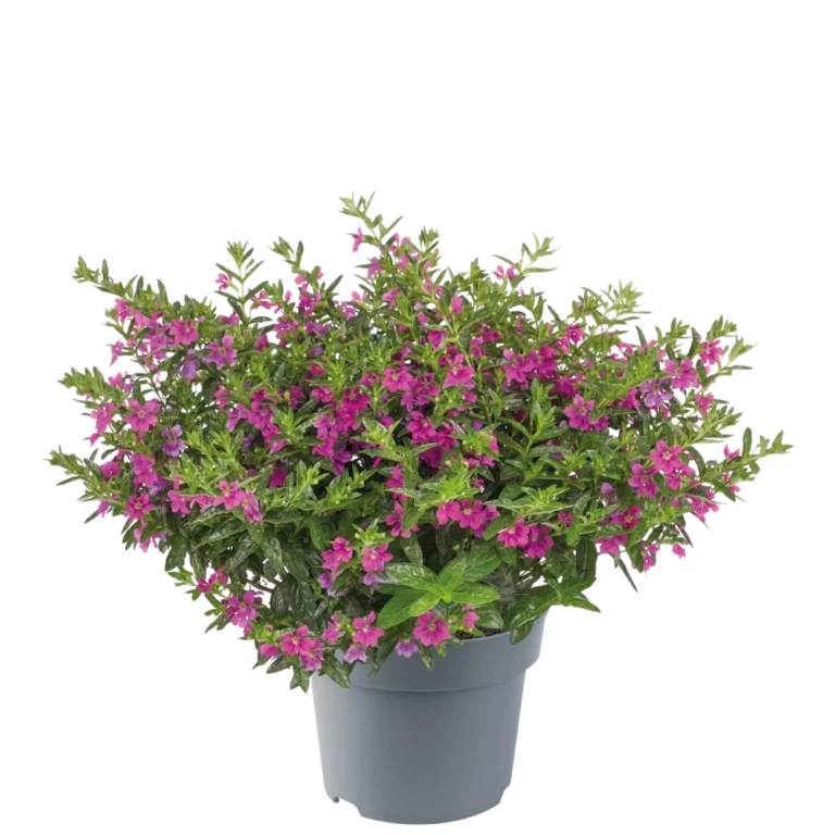 Cuphea hyssopifolia