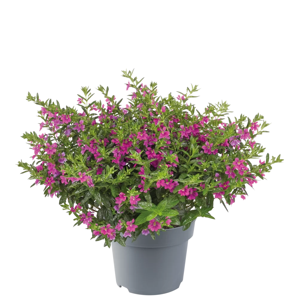 Cuphea hyssopifolia
