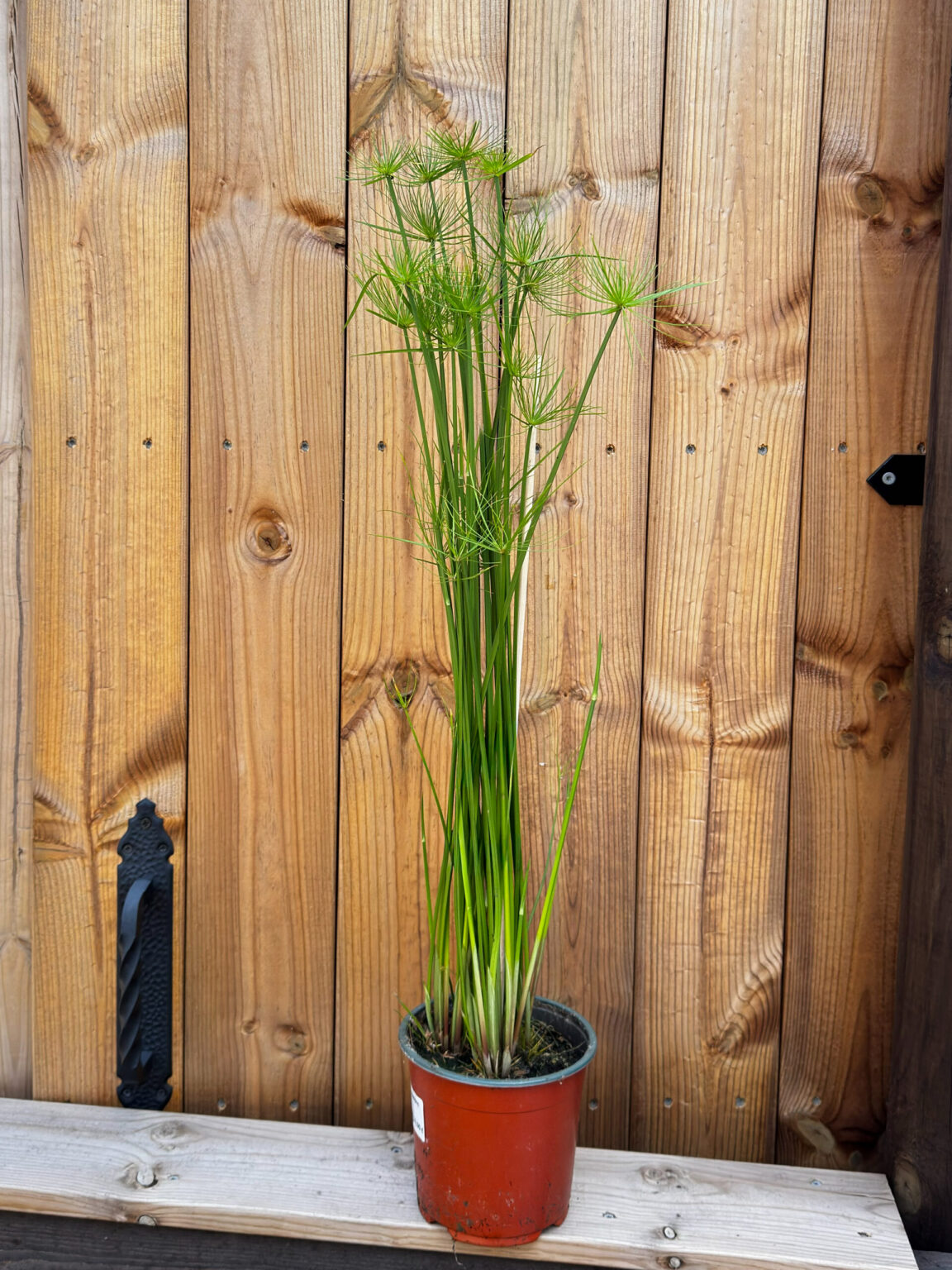 Циперус хаспан (Cyperus haspan)