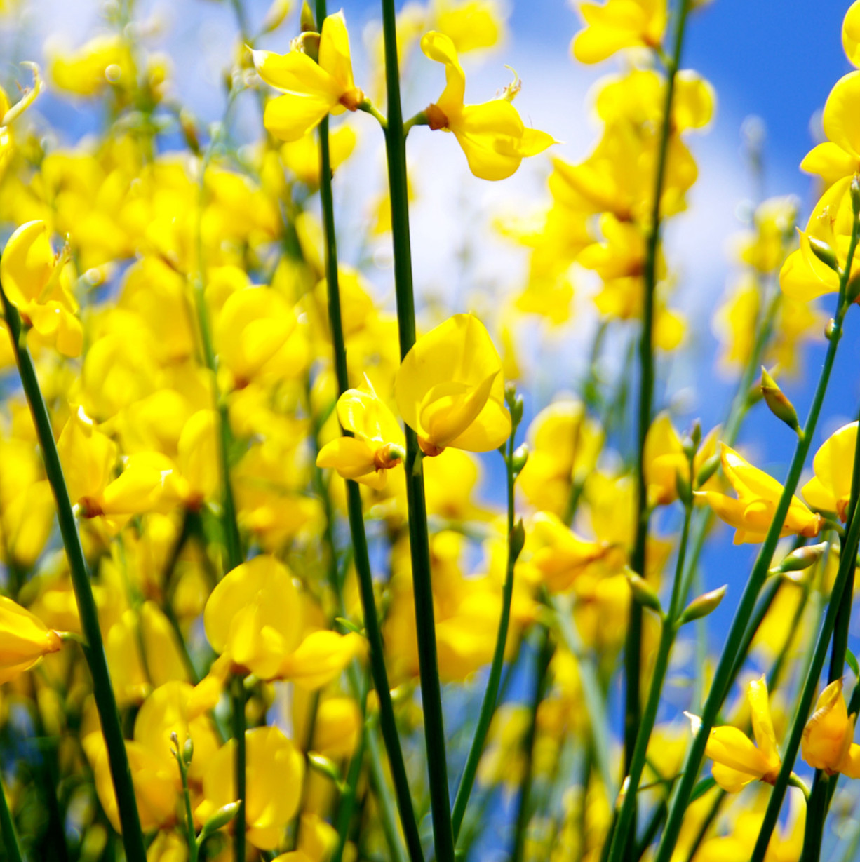 Cytisus praecox "Allgold"