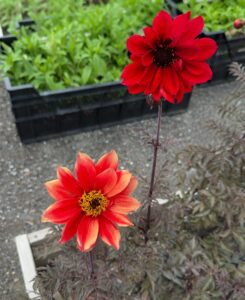 Dahlia hybrid "Bishop of Llandaff"