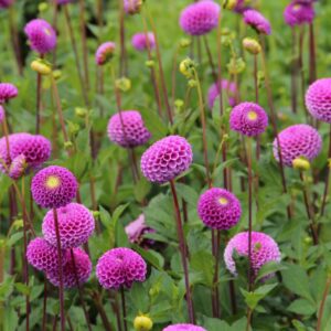 Dahlia "Franz Kafka"