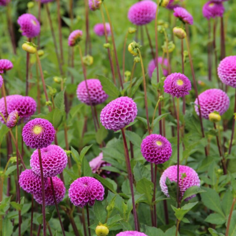 Dahlia "Franz Kafka"