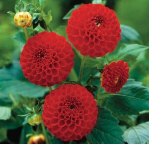 Dahlia "Glow"