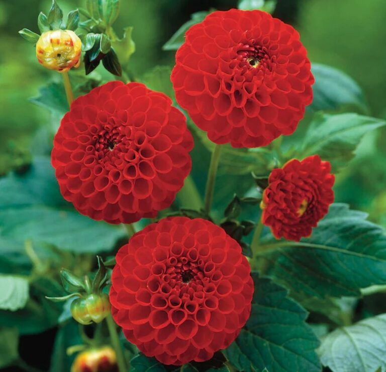 Dahlia "Glow"