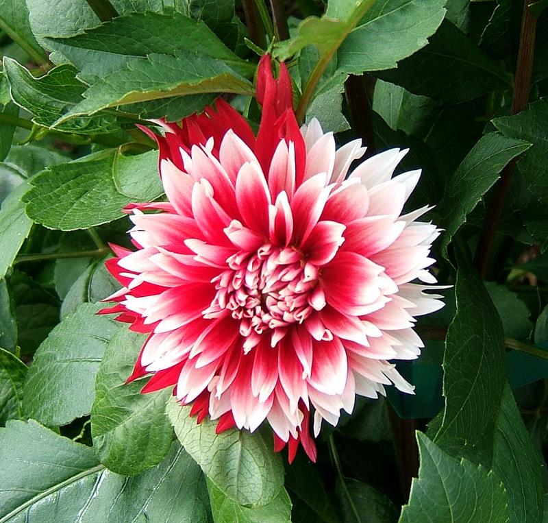 Dahlia "Red and White Fubuki"