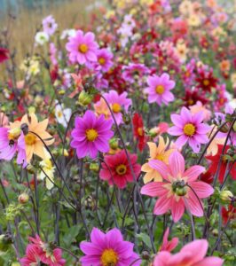 Daalia (Dahlia)